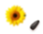 decor icons