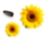 icon decor